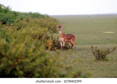 Noakhali, Bangladesh - May 21, 2012: The Beautiful Spotted Deer On The Southern Island Of Nijhum Dwip At Hatiya Upazila In Noakhali District Coastal Area, Bangladesh On May 21. 2018.