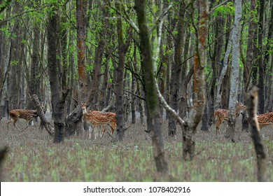 Noakhali, Bangladesh - May 22, 2012: The Beautiful Spotted Deer On The Southern Island Of Nijhum Dwip At Hatiya Upazila In Noakhali District Coastal Area, Bangladesh On May 22, 2012.