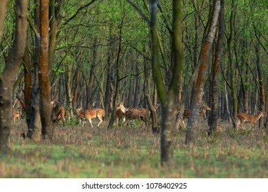 Noakhali, Bangladesh - May 22, 2012: The Beautiful Spotted Deer On The Southern Island Of Nijhum Dwip At Hatiya Upazila In Noakhali District Coastal Area, Bangladesh On May 22, 2012.