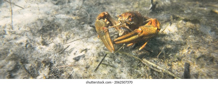 Noble Crayfish Astacus Astacus In A Lake (natural Habitat), Close-up Underwater Shot. Crayfish Plague, European Wildlife, Carcinology, Zoology, Environmental Protection, Science, Research