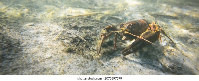Noble crayfish Astacus astacus in a lake (natural habitat), close-up underwater shot. Crayfish plague, European wildlife, carcinology, zoology, environmental protection, science, research