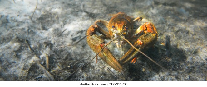 Noble Crayfish Astacus Astacus In A Lake (natural Habitat), Close-up Underwater Shot. Crayfish Plague, European Wildlife, Carcinology, Zoology, Environmental Protection, Science, Research