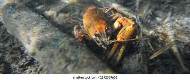 Noble Crayfish Astacus Astacus In A Lake (natural Habitat), Close-up Underwater Shot. Crayfish Plague, European Wildlife, Carcinology, Zoology, Environmental Protection, Science, Research