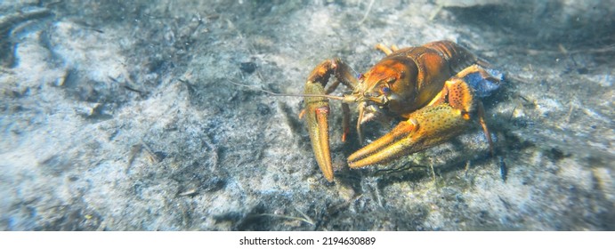 Noble Crayfish Astacus Astacus In A Lake (natural Habitat), Close-up Underwater Shot. Crayfish Plague, European Wildlife, Carcinology, Zoology, Environmental Protection, Science, Research