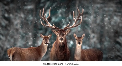 Noble deer family in winter snow forest. Artistic winter christmas landscape. Winter wonderland. - Powered by Shutterstock