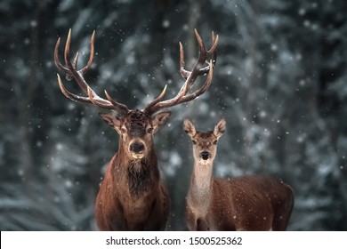 Noble deer male and female in winter snow forest. 