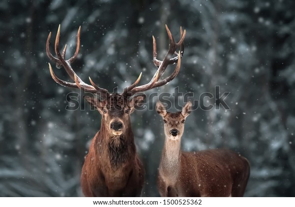 Noble deer\
male and female in winter snow forest.\

