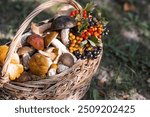 Noble edible mushrooms. Assorted mushrooms in a beautiful wicker basket in a birch forest. Beautiful texture of the natural background.