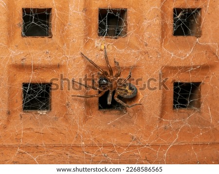 Noble False Widow Spider in an Air Brick at Nighttime