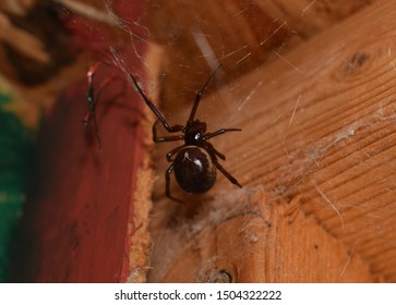 A Noble False Widow Spider I Found In My Shed.