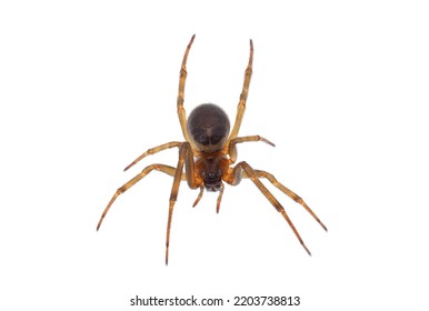 Noble False Widow Spider Isolated On Stock Photo 2203738813 | Shutterstock