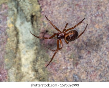 Noble False Widow Spider On A Web. Taken At Night.