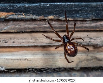 Noble False Widow Spider On A Web. Taken At Night.