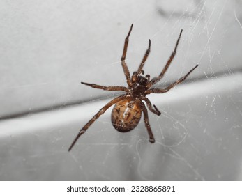 Noble false widow spider on a web spun in a bathroom in England - Powered by Shutterstock