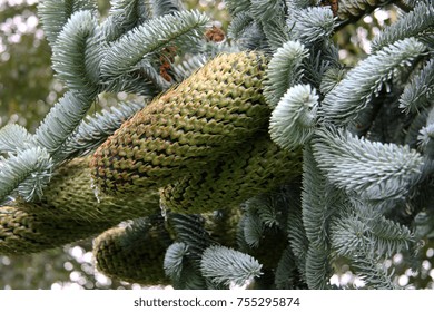  Noble Fir Abies Procera