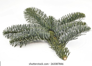 Noble Fir Cut, Christmas