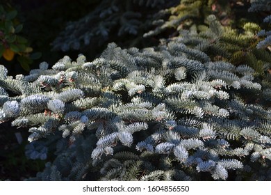 Noble Fir 'Glauca' (Abies Procera)