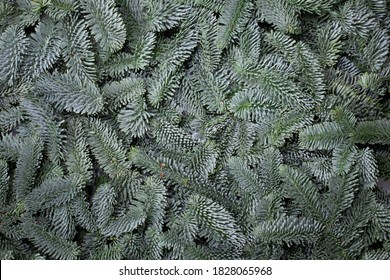 Noble Fir Tree Branch Christmas New Year Background Close Up