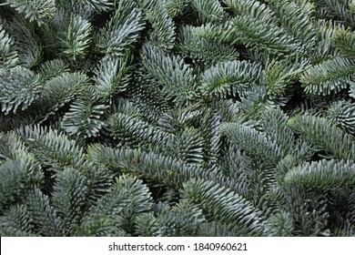 Noble Fir Tree Branch Christmas New Year Background Close Up