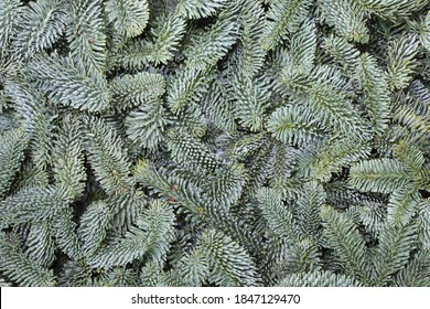 Noble Fir Tree Branch Christmas New Year Background Close Up