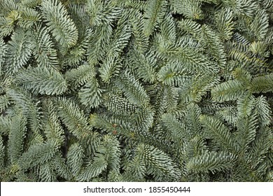 Noble Fir Tree Branch Christmas New Year Background Close Up