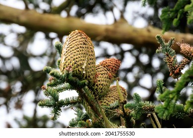 Noble Fir Tree Cones Still Attached To The Branch