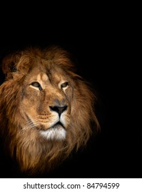 Noble Lion On A Black Background