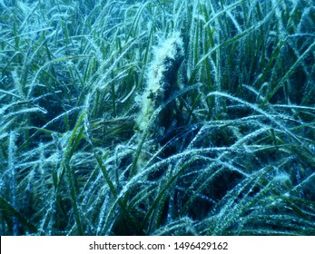 Noble Pen Shell (Pinna Nobilis) In Mediterranean Tapeweed Of The Coast Of Hvar