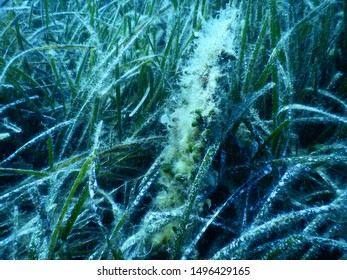 Noble Pen Shell (Pinna Nobilis) In Mediterranean Tapeweed Of The Coast Of Hvar