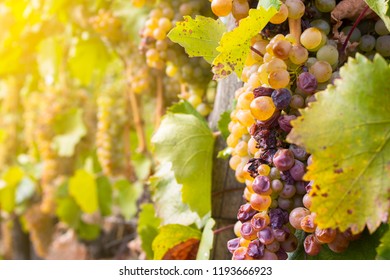 Noble Rot Of A Wine Grape, Botrytised Grapes In Sunshine 