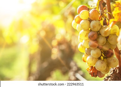 Noble Rot Of A Wine Grape, Botrytised Grapes In Sunshine