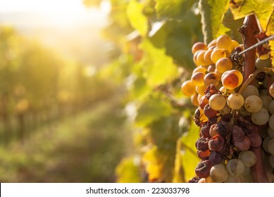 Noble Rot Of A Wine Grape, Botrytised Grapes In Sunshine