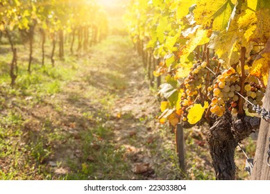 Noble Rot Of A Wine Grape, Botrytised Grapes In Sunshine