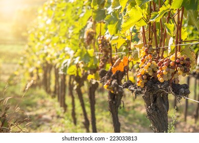 Noble Rot Of A Wine Grape, Botrytised Grapes In Sunshine