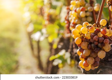 Noble Rot Of A Wine Grape, Botrytised Grapes In Sunshine