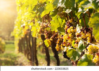 Noble Rot Of A Wine Grape, Botrytised Grapes In Sunshine