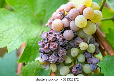 Noble Rot Of A Wine Grape, Grapes With Mold