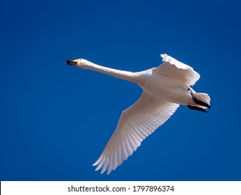 白鳥 飛ぶ の写真素材 画像 写真 Shutterstock