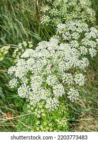 Noble Yarrow (Achillea Nobilis) Is A Flowering Plant In The Sunflower Family.