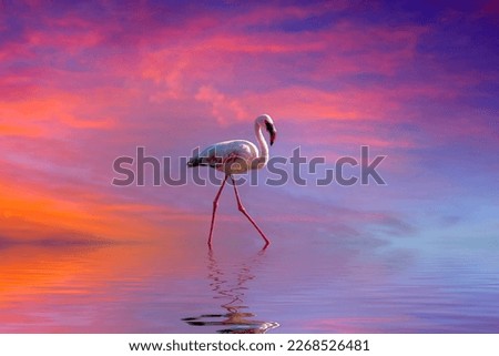 Nobody pink Flamingo in the water at sunset