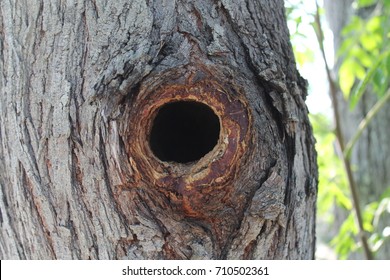 Nobody's Home; A Hole That's Been Carved Out Of My Tree, By The Wildlife In My Yard. - South Texas