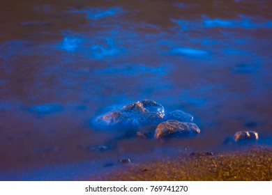 Noctiluca Scintillans In Taiwan