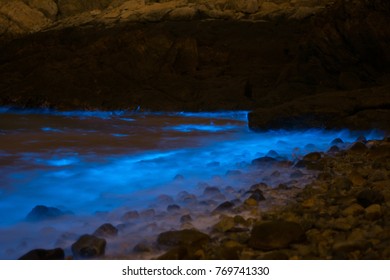 Noctiluca Scintillans In Taiwan