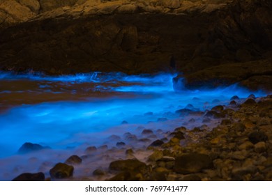 Noctiluca Scintillans In Taiwan