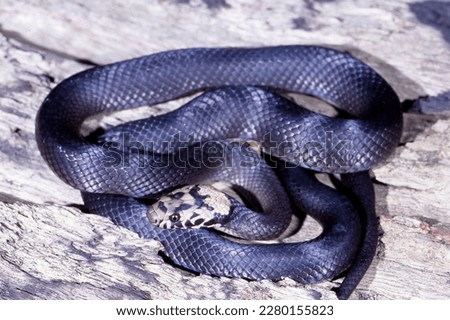 Nocturnal Australian Venomous Pale-headed Snake
