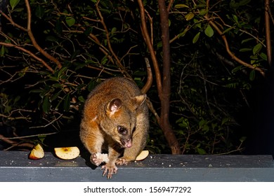 Nocturnal Brushtail Possum (Phalangeriformes)  Being Fed Fruit On A Back Porch In The Suburbs In Drought Times.