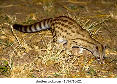 A Nocturnal Carnivore That Has A Widely Varied Diet And Is A Member Of The Viverridae Family And Not A True Cat.