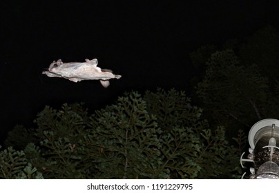 A nocturnal Flying squirrel in mid flight, at night having just launched from a bird feeder in pine trees in The Sierra Nevada mountains.