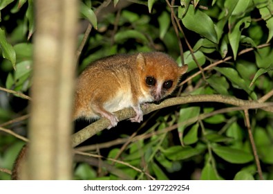 Nocturnal Northern Rufous Mouse Lemur (Microcebus Tavaratra), Also Known As Tavaratra Mouse Lemurin,  Its Natural Habitat On Madagascar.