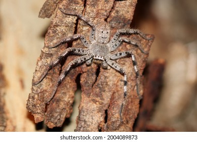 Nocturnal Predatory Huntsman Spider From Australia